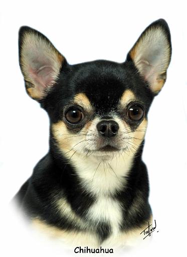 Chihuahua  9W092D-057_2.JPG